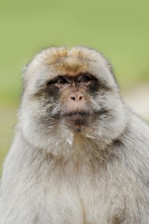 Barbary macaque (Macaca sylvanus), male, portrait, captive, occurring in Morocco, Algeria and
