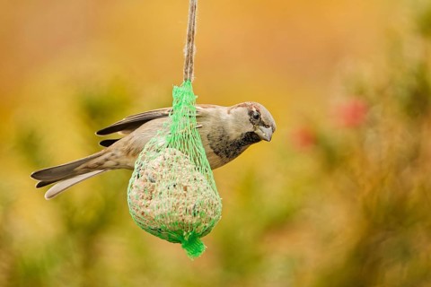 Male house sparrow (Passer domesticus) feeding on a hanging suet ball at a garden bird feeder, warm