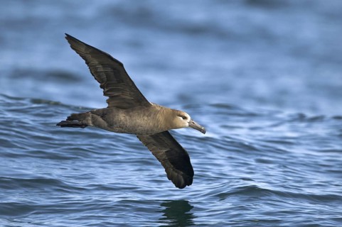 Black-footed Albatross (Phoebastria nigripes)
