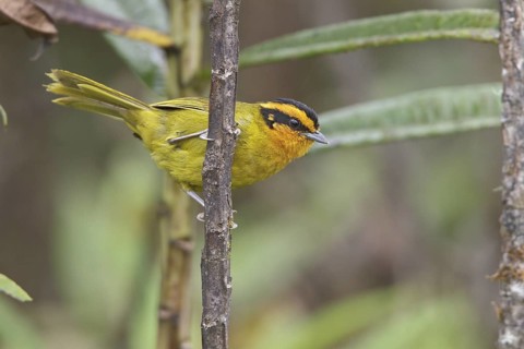 Orange-browed Hemispingus (Hemispingus calophrys) perched on a branch in Bolivia, South America