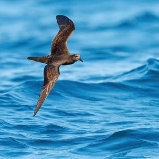 Jouanin Petrel, (Bulweria fallax), Tube-nosed Petrel, flight photo, biotope, habitat, foraging