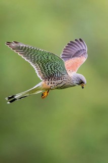 Common Kestrel (Falco tinnunculus) male flying, Baden-Wuerttemberg, Germany