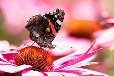 Red admiral butterfly (Vanessa atalanta) adult insect feeding on a garden purple Coneflower
