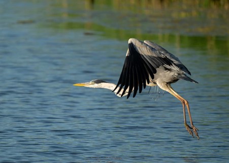Grey heron (Ardea cinerea) flying over a lake, blue water, Lower Saxony, Germany