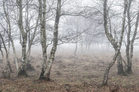 Birches (Betula pendula) in the fog in the moor, Emsland, Lower Saxony, Germany