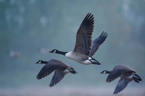 Canada Goose, Branta Canadensis, birds in flight over marshes, Devon, England, United Kingdom