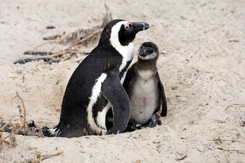 African penguin (Spheniscus demersus), adult, juvenile, chick, nest, beach, Boulders Beach,