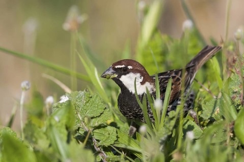 Spanish Sparrow - Weidensperling - Passer hispaniolensis ssp. transcaspicus, male, Turkey