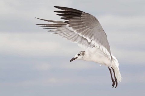 Laughing Gull (Leucophaeus atricilla) flying, Florida, USA