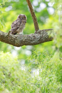 Spotted eagle-owl (Bubo africanus), Grand-duc africain, Wakkerstrom surroundings, Wakkerstrom,