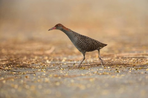 Slaty-breasted Wood Rail (Aramides saracura), Pahang, Malaysia