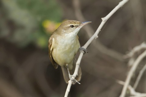 Clamorous Reed Warbler (Acrocephalus stentoreus brunnescens), Oman