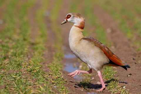 Egyptian Goose (Alopochen aegyptiaca), North Rhine-Westphalia, Germany