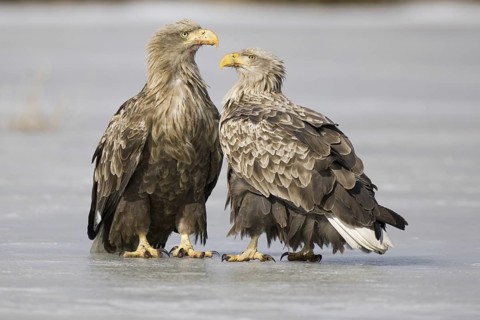 White-tailed Eagle (Haliaeetus albicilla), Mecklenburg-Western Pomerania, Germany
