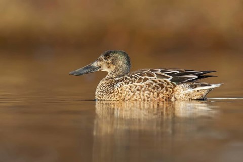 Northern Shoveler (Spatula clypeata) male, British Columbia, Canada