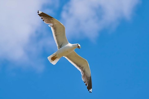 A gull sails high in the air with a cloud decoration in the background, Great Black-backed Gull