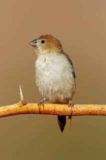 African silverbill, silver beak, silver pheasant, trusting bird, ornamental bird in Europe, family