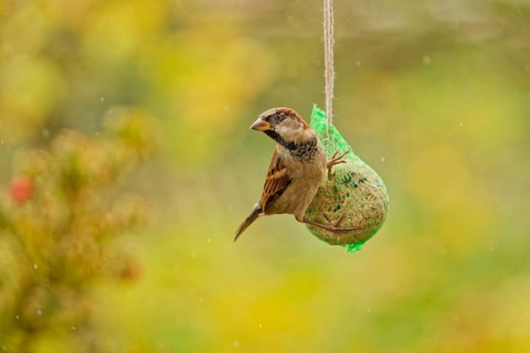 House sparrow (Passer domesticus) feeding from hanging suet feeder during light rain in autumn