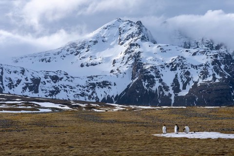 King penguins (Aptenodytes patagonicus), three animals on snow patch in tundra landscape in front