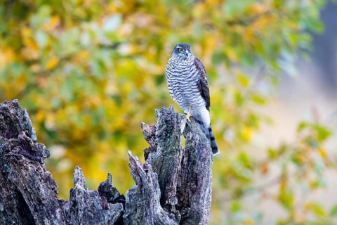 Sparrowhawk (Accipiter nisus) Germany