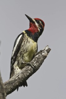 Red-naped Sapsucker (Sphyrapicus nuchalis) male, Alberta, Canada