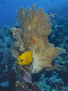 Maskarill masked butterflyfish (Chaetodon semilarvatus)
