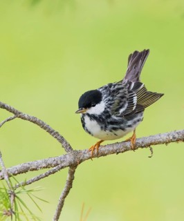 A male Blackpoll Warbler, Setophaga striata, perched in a wood near Saskatoon, Canada
