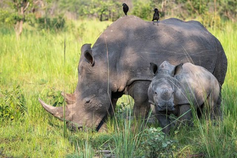 Southern white rhino (Ceratotherium simum simum) with juvenile, Ziwa Rhino Sanctuary, Uganda