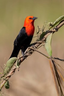 Scarlet-headed Blackbird (Amblyramphus holosericeus) perched on a branch in the Pantanal region of