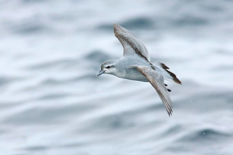 Fairy Prion (Pachyptila turtur) flying, Victoria, Australia