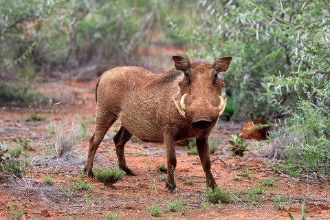 Warthog (Phacochoerus africanus), adult, foraging, vigilant, Mokala National Park, Northern Cape,