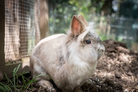 Dwarf rabbit sitting in stable, Stuttgart, Baden-Württemberg, Germany