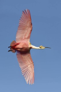 Roseate Spoonbill (Platalea ajaja) flying, Texas, USA