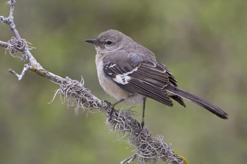 Northern Mockingbird (Mimus polyglottos), Texas, USA