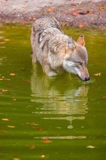 A Eurasian gray wolf (Canis lupus lupus) drinks from a pond in a forest