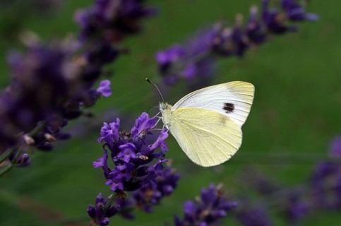 Karst white butterfly (Pieris mannii), closed wings, Common lavender (Lavandula angustifolia),