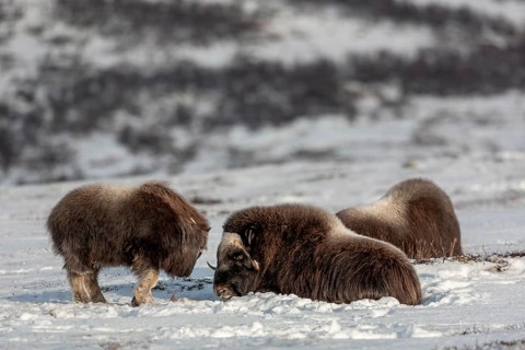 The musk ox calf (Ovibos moschatus) is bored and asks its mother to end the break too, baby