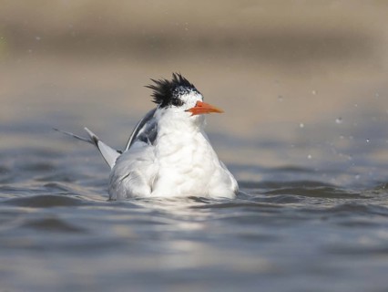 Elegant Tern (Thalasseus elegans) bathing, California, USA