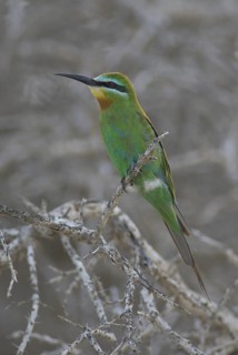 Blue-cheeked Bee-eater (Merops persicus), Oman