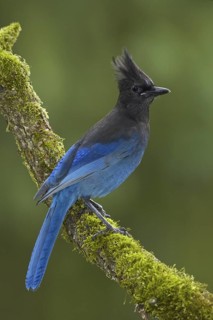 Steller's Jay (Cyanocitta stelleri), British Columbia, Canada