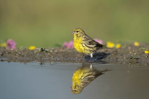 European Serin (Serinus serinus) male at waterhole, Aosta Valley, Italy