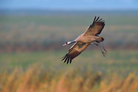 Common Crane (Grus grus) flying, Mecklenburg-Western Pomerania, Germany