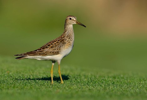 Pectoral Sandpiper (Calidris melanotos), British Columbia, Canada