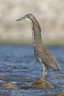 Fasciated Tiger Heron (Tigrisoma fasciatum) along a river in Manu National Park, Peru
