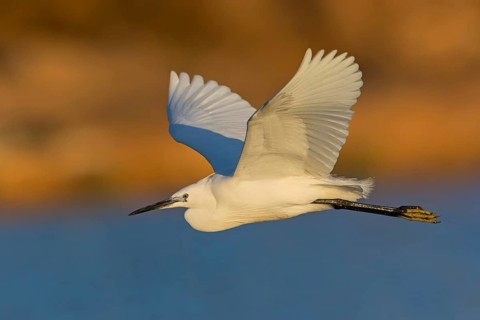 Little Egret, Egretta garzetta, Israel