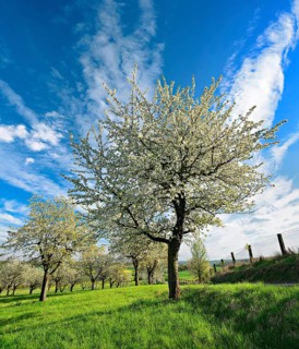 Blossoming cherry trees in a meadow orchard in spring, Freyburg, Burgenlandkreis, Saxony-Anhalt,