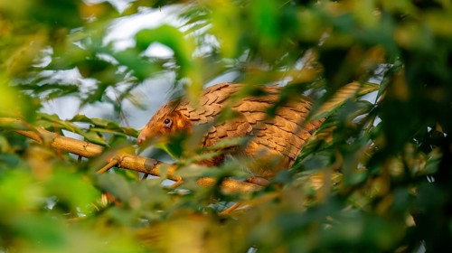 Pangolin climbing a tree, White-bellied pangolin (Phataginus tricuspis, Manis tricuspis), Western