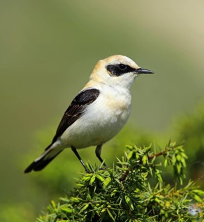 Black-eared Wheatear (Oenanthe hispanica) male perched on a branch, French Riviera, France