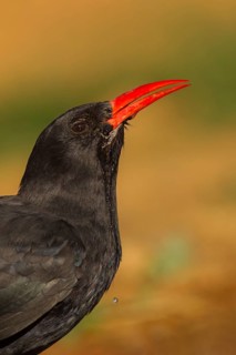 Red-billed Chough (Pyrrhocorax pyrrhocorax barbarus), Saragossa, Spain