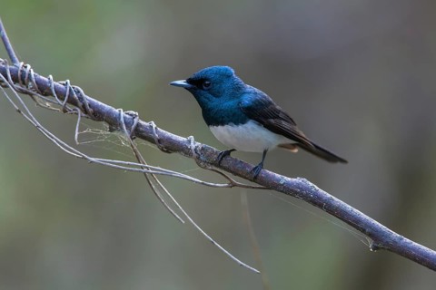 Satin Flycatcher (Myiagra cyanoleuca) male perched on a branch, Victoria, Australia